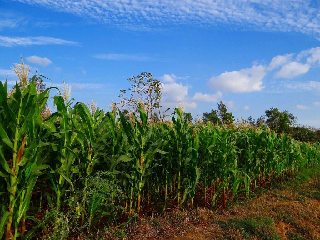 ஒவ்வொரு ஆண்டும் பூச்சிகளால் குறைந்தது 40% உலக பயிர்கள் இழக்கப்படுகின்றன: ஐநா வின் உணவு மற்றும் விவசாய அமைப்பு (FAO)